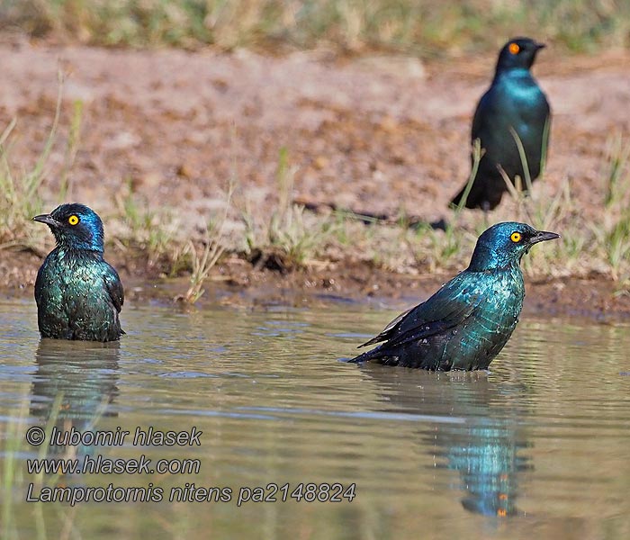 Lamprotornis nitens