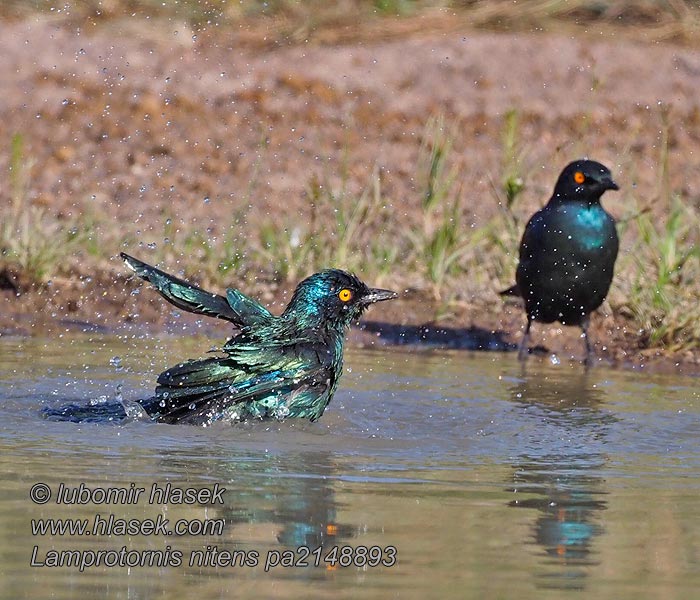 Lamprotornis nitens