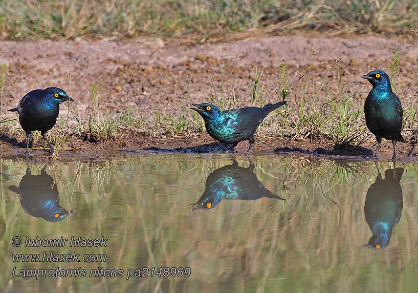 Lamprotornis nitens