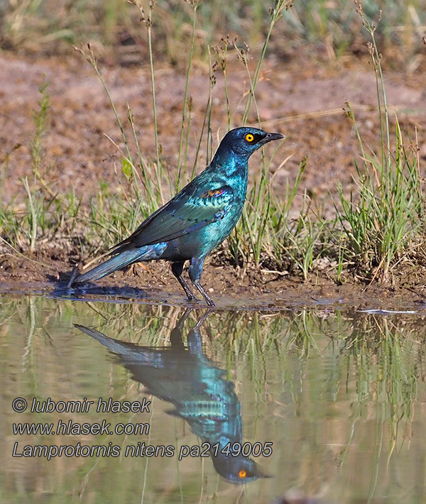 Lamprotornis nitens