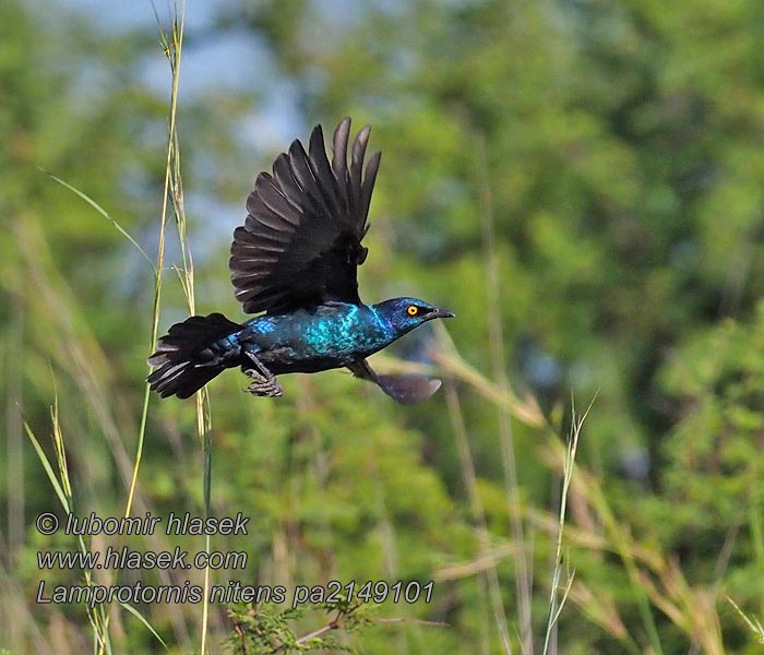 Lamprotornis nitens