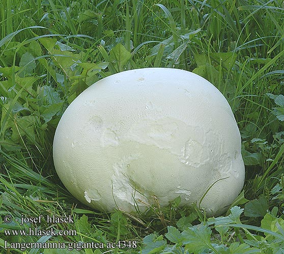 Langermannia gigantea Lycoperdon maximum Calvatia Bovista Pýchavka obrovská Vatovec obrovský Riesenbovist فطر نفاث ناضج Гигантска пърхутка Giant puffball Jättikuukunen Vesse-de-loup géante Didžioji langermanija Reuzenbovist Purchawica olbrzymia Порхавка гігантська Kæmpe-støvbold Velika ćelavica Maxi-fungo Óriás pöfeteg Kjemperøyksopp Băşica porcului Головач гигантский Orjaški plešivec Orjaška trosovka prašnica Bejín gigante Jätteröksvamp