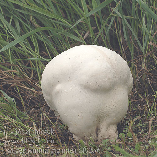 Гигантска пърхутка Giant puffball Jättikuukunen Vesse-de-loup géante Didžioji langermanija Reuzenbovist Purchawica olbrzymia Порхавка гігантська Kæmpe-støvbold Velika ćelavica Maxi-fungo Óriás pöfeteg Kjemperøyksopp Băşica porcului Головач гигантский Orjaški plešivec Orjaška trosovka prašnica Bejín gigante Jätteröksvamp Langermannia gigantea Lycoperdon maximum Calvatia Bovista Pýchavka obrovská Vatovec obrovský Riesenbovist فطر نفاث ناضج