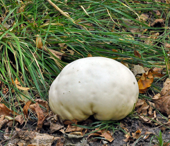 Lycoperdon maximum Calvatia Bovista Pýchavka obrovská Vatovec obrovský Langermannia gigantea