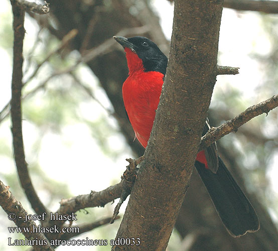 Laniarius atrococcineus Crimson-breasted Crisombreasted Gonolek