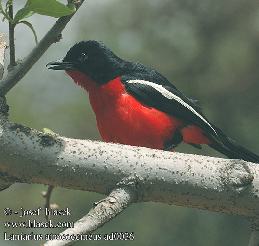 Laniarius atrococcineus ad0036