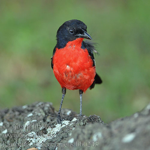 Crimson-breasted Crisombreasted Gonolek Shrike Boubou Rødbrystet