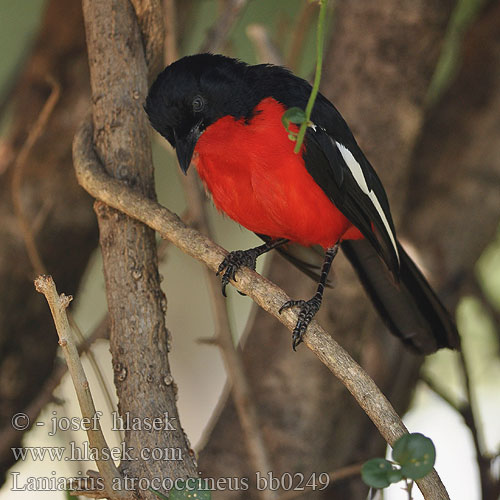 Laniarius atrococcineus bb0249