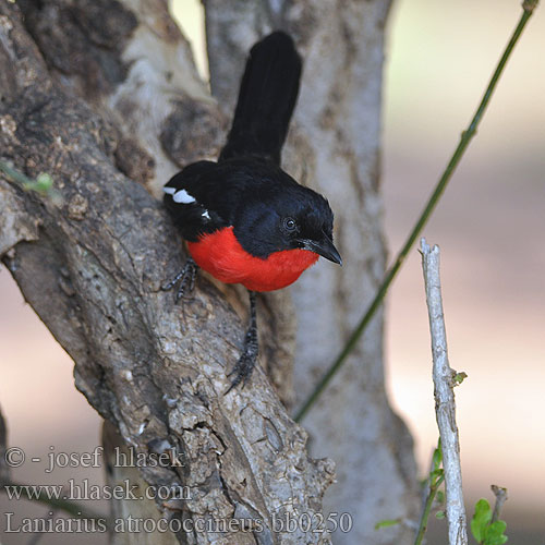 Laniarius atrococcineus bb0250