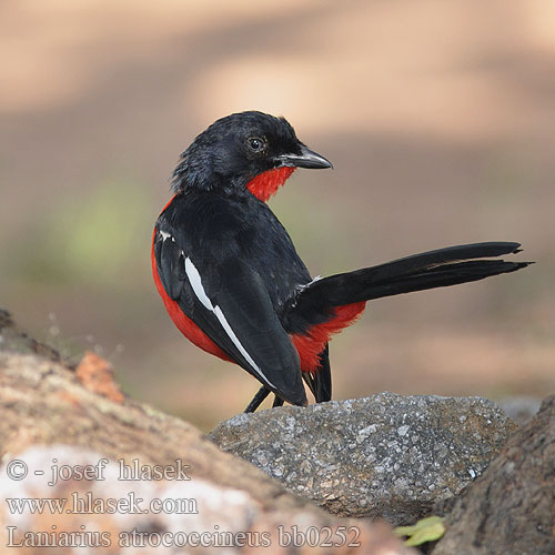 Gonolek rouge noir Burchell-fiskaal Burchells fiskaal crimson-breasted