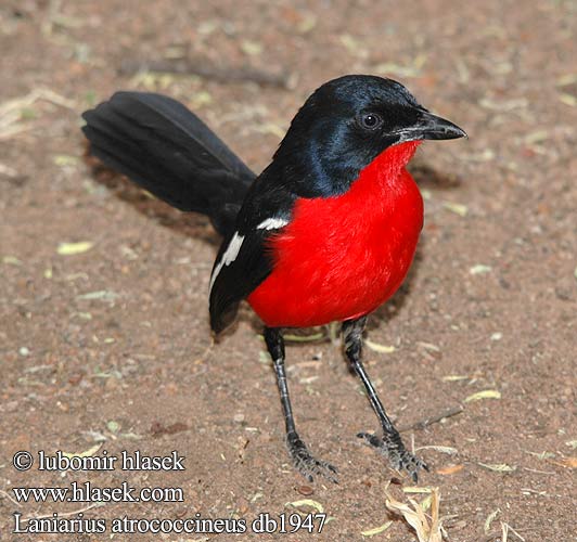 Burchell-fiskaal Burchells fiskaal crimson-breasted gonolek