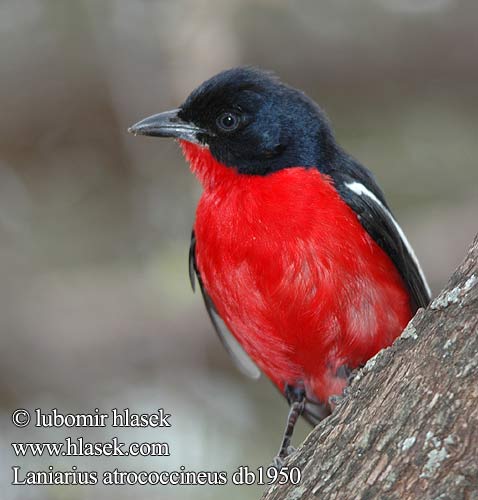 Laniarius atrococcineus db1950