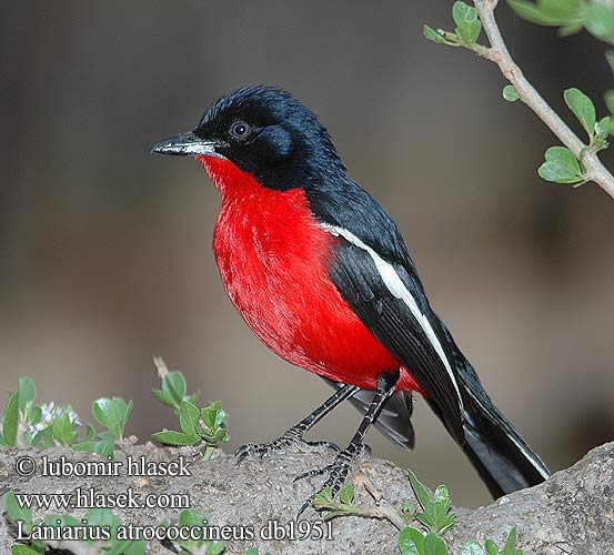 Laniarius atrococcineus db1951