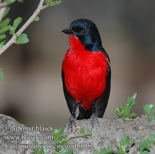 Laniarius atrococcineus db1952