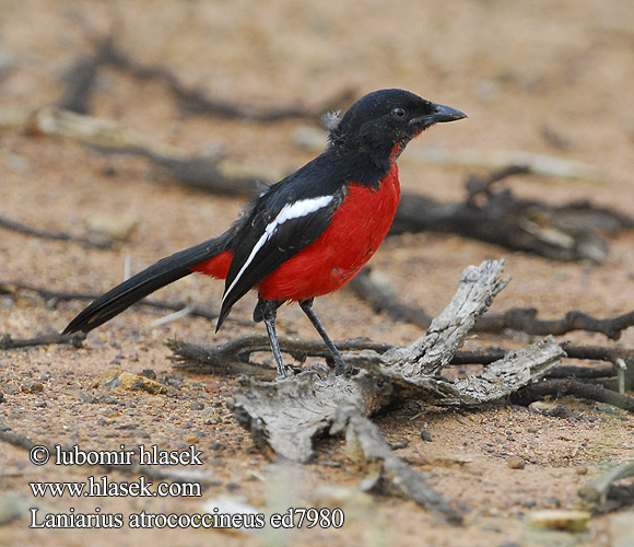 Burchell-fiskaal Burchells fiskaal crimson-breasted gonolek