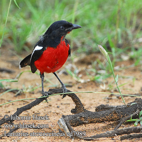 Laniarius atrococcineus ed7989