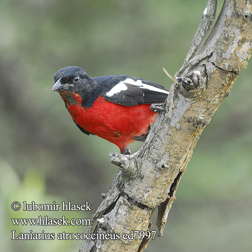 Laniarius atrococcineus ed7997