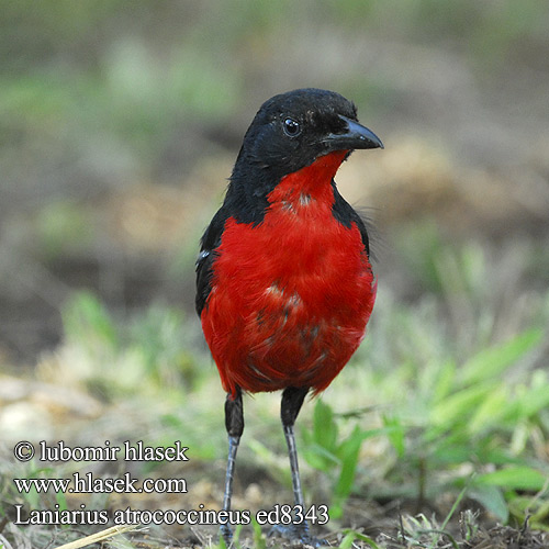 Laniarius atrococcineus ed8343