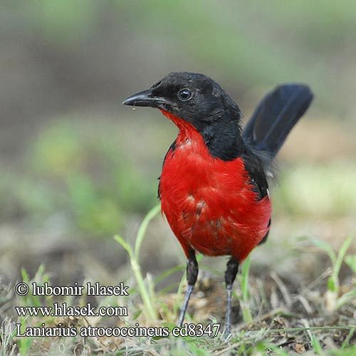 Laniarius atrococcineus ed8347