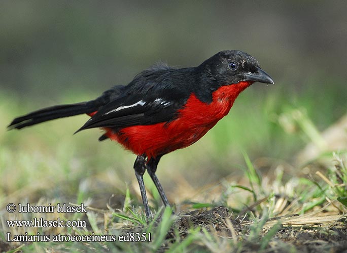 Laniarius atrococcineus ed8351