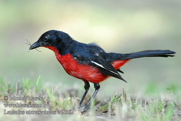 Dzierzyk purpurowy Laniarius atrococcineus Crimson-breasted