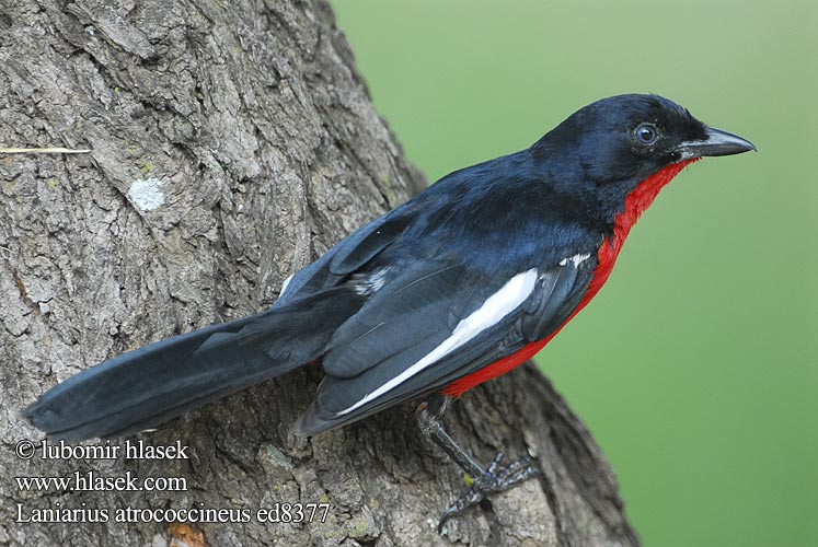 Laniarius atrococcineus Crimson-breasted Gonolek Crisombreasted Shrike