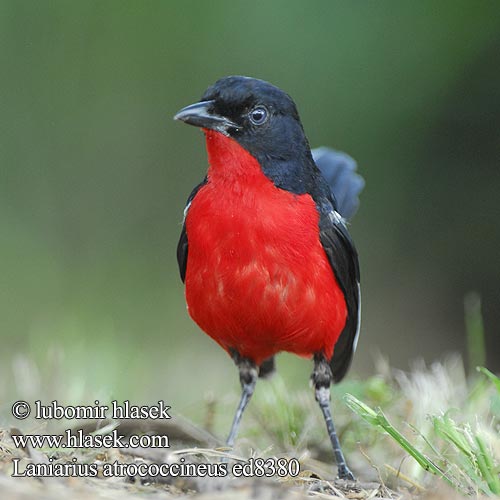 Crimson-breasted Gonolek Crisombreasted Shrike Boubou Rødbrystet