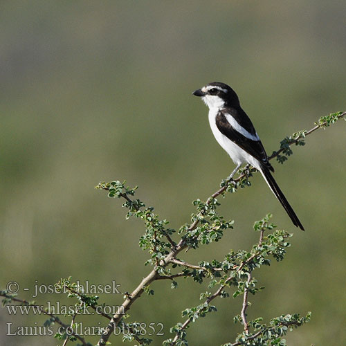 Alcaudón fiscal Fiskaallaksman tlhomedi カタジロオナガモズ Dzierzba bialobarkowa Lanius collaris Common Fiscal Shrike Sortrygget Fiskal tornskade Kylälepinkäinen Pie-grièche fiscale Afrikaanse klauwier Gekraagde Averla fiscale Fiskalwürger Ťuhýk límcový afrotropický