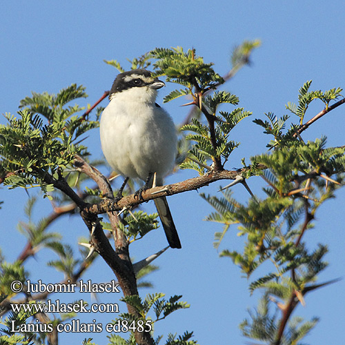 Dzierzba bialobarkowa Lanius collaris Common Fiscal Shrike Sortrygget Fiskal tornskade Kylälepinkäinen Pie-grièche fiscale Afrikaanse klauwier Gekraagde Averla fiscale Fiskalwürger Ťuhýk límcový afrotropický Alcaudón fiscal Fiskaallaksman tlhomedi カタジロオナガモズ