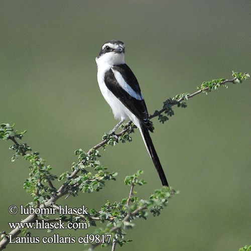 Fiskalwürger Ťuhýk límcový afrotropický Alcaudón fiscal Fiskaallaksman tlhomedi カタジロオナガモズ Dzierzba bialobarkowa Lanius collaris Common Fiscal Shrike Sortrygget Fiskal tornskade Kylälepinkäinen Pie-grièche fiscale Afrikaanse klauwier Gekraagde Averla fiscale