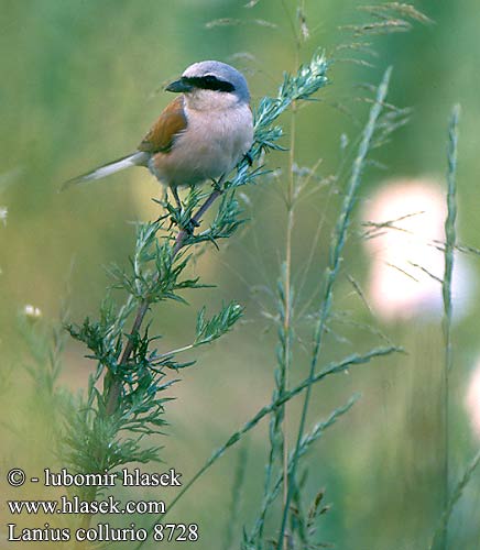 Lanius collurio Red-backed Shrike Neuntöter Pie-grièche