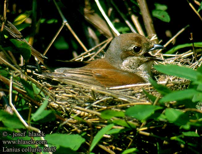 Lanius collurio 6165