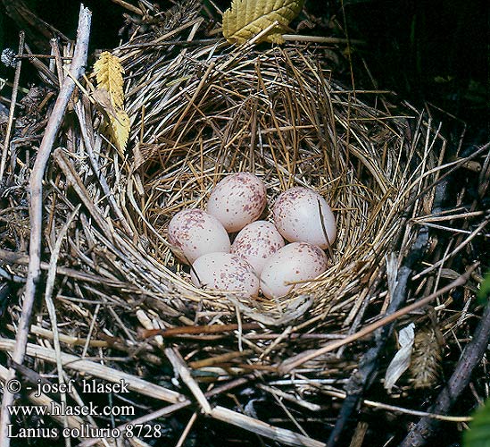birds eggs nests Lanius collurio Red-backed Shrike