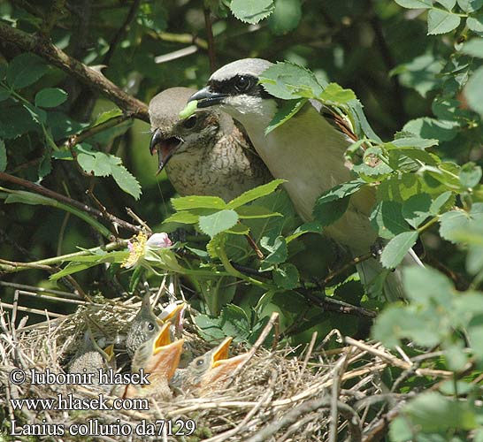 Strakoš obyčajný Lanius collurio Red-backed Shrike