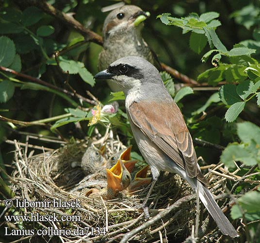 Red-backed Shrike Neuntöter Pie-grièche écorcheur