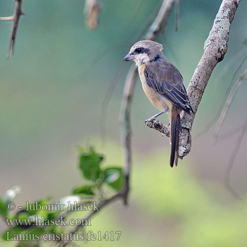 Lanius cristatus Brown Shrike Ťuhýk hnědý Braunwürger Alcaudón Pardo Pie-grièche brune アカモズ Bruine Klauwier Dzierzba brazowa Picanço-castanho 紅尾伯勞 土虎伯劳  小伯劳  Bách thanh mày trắng นกอีเสือสีน้ำตาล  Kahverengi Örümcekkuşu வெள்ளை வாலாட்டி Жулан сибирский восточный Burung Merbah Tirjup Coklat Ухаа дунхай 노랑때까치