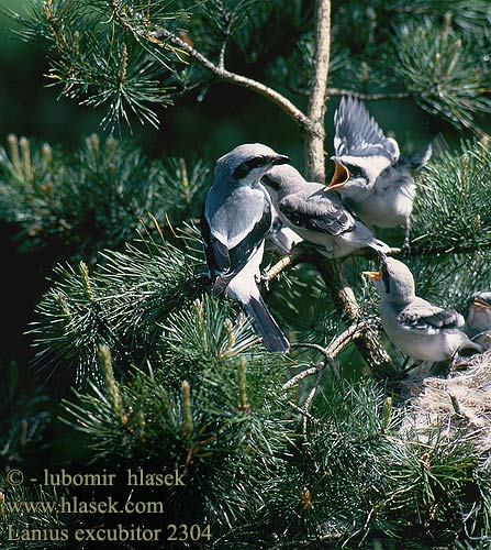 Lanius excubitor Great Grey Shrike Raubwürger