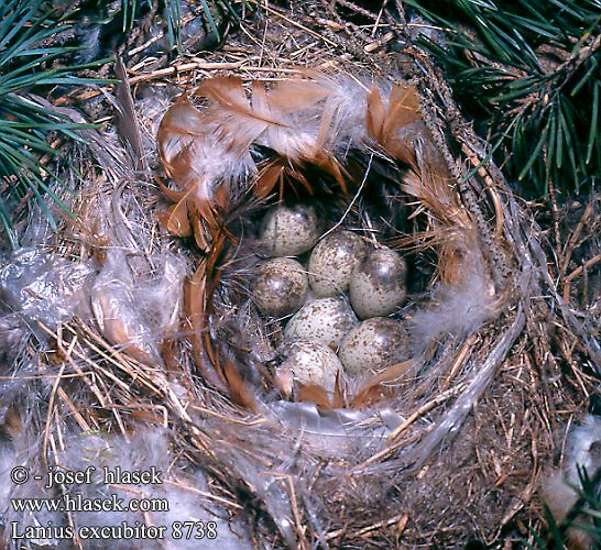 birds eggs nests Lanius excubitor Great Grey Shrike Raubwürger