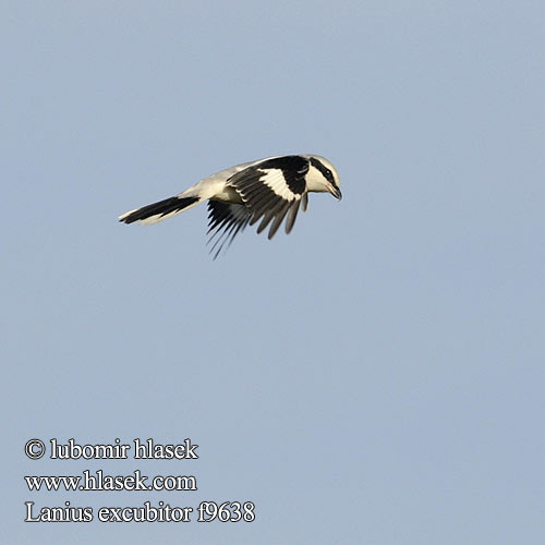 Great Grey Shrike Raubwürger Pie-grièche grise Alcaudón