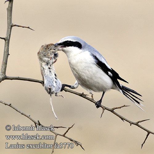 Great Grey Shrike Raubwürger Pie-grièche grise