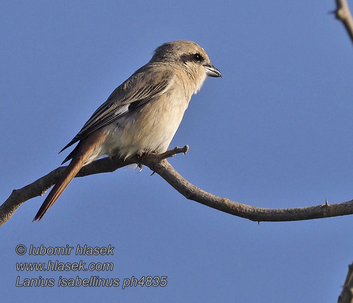 Lanius isabellinus 棕尾伯劳 Ťuhýk středoasijský mongolský