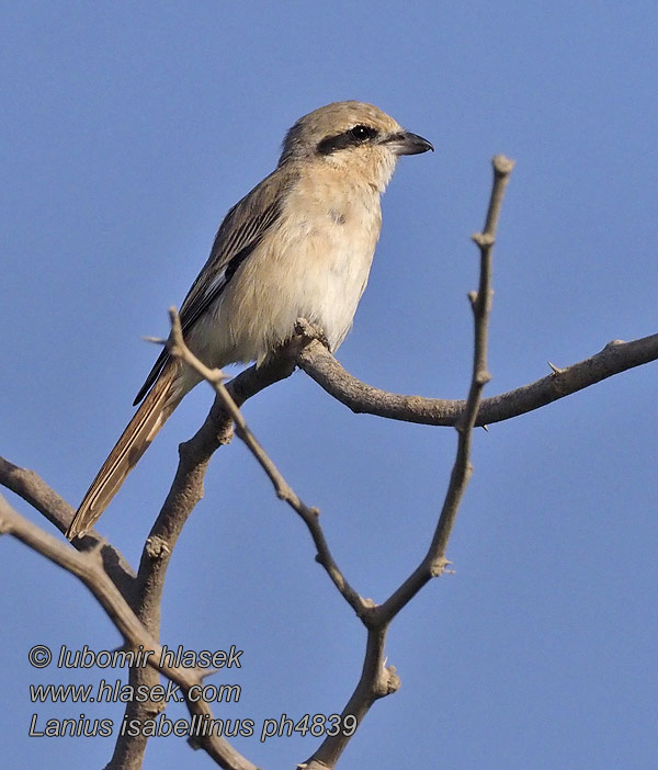 Lanius isabellinus Isabellwürger Isabellatornskade Isabelline Shrike