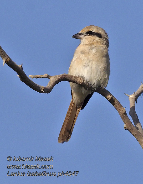 Lanius isabellinus Izabella gébics Averla isabellina アカオモズ