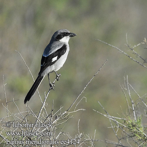 Lanius meridionalis Southern Grey Shrike Ťuhýk pustinný Mittelmeer-Raubwürger Sydlig Stor Tornskade Alcaudón Real Etelänisolepinkäinen Pie-grièche méridionale Averla meridionale ミナミオオモズ Zuidelijke Klapekster Picanço-real Южный серый сорокопут Ökenvarfågel الصرد الرمادي الجنوبي Διπλοκεφαλάς της Μεσογείου חנקן שיטים Krattvarsler Južni veliki srakoper Bozkır örümcekkuşu 南方灰伯劳