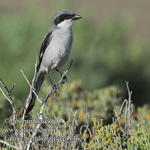 Lanius meridionalis ee4146