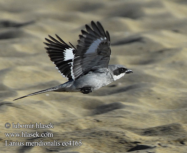 Bozkır örümcekkuşu 南方灰伯劳 Lanius meridionalis Southern Grey Shrike Ťuhýk pustinný Mittelmeer-Raubwürger Sydlig Stor Tornskade Alcaudón Real Etelänisolepinkäinen Pie-grièche méridionale Averla meridionale ミナミオオモズ Zuidelijke Klapekster Picanço-real Южный серый сорокопут Ökenvarfågel الصرد الرمادي الجنوبي Διπλοκεφαλάς της Μεσογείου חנקן שיטים Krattvarsler Južni veliki srakoper