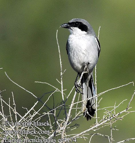 Southern Grey Shrike Ťuhýk pustinný Mittelmeer-Raubwürger Sydlig Stor Tornskade Alcaudón Real Etelänisolepinkäinen Pie-grièche méridionale Averla meridionale ミナミオオモズ Zuidelijke Klapekster Picanço-real Южный серый сорокопут Ökenvarfågel الصرد الرمادي الجنوبي Διπλοκεφαλάς της Μεσογείου חנקן שיטים Krattvarsler Južni veliki srakoper Bozkır örümcekkuşu 南方灰伯劳 Lanius meridionalis