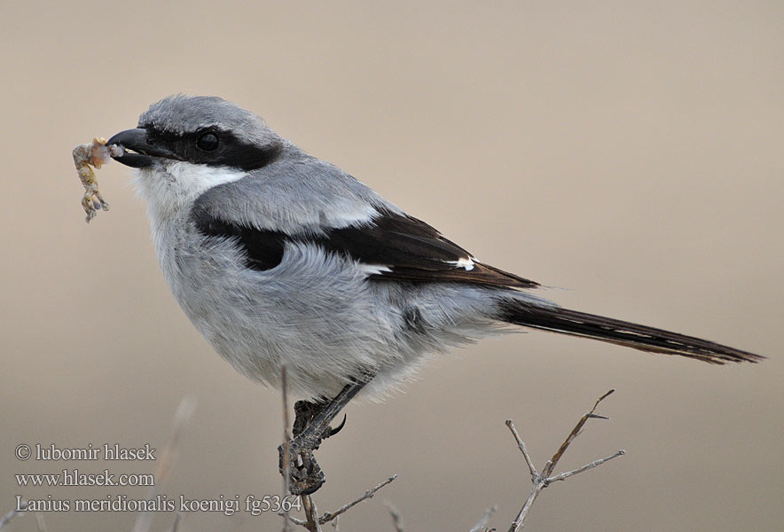 Lanius meridionalis Mittelmeer-Raubwürger