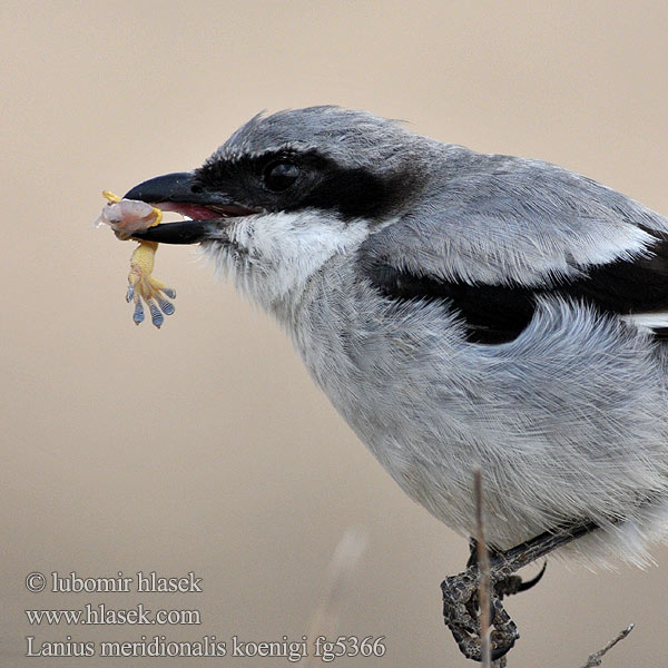 Lanius meridionalis Alcaudón Real