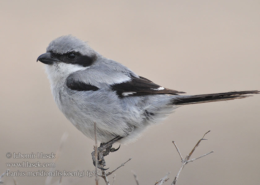 Lanius meridionalis Pie-grièche méridionale